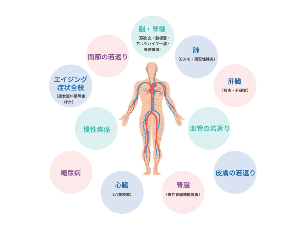 幹細胞治療スライド4