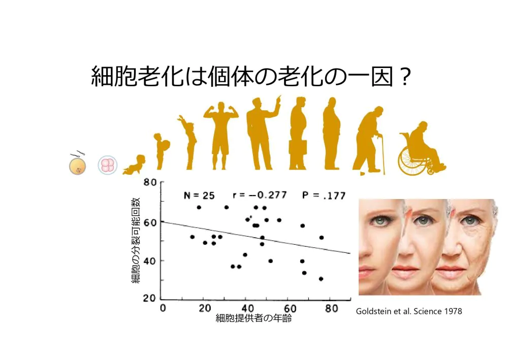 細胞老化とがん