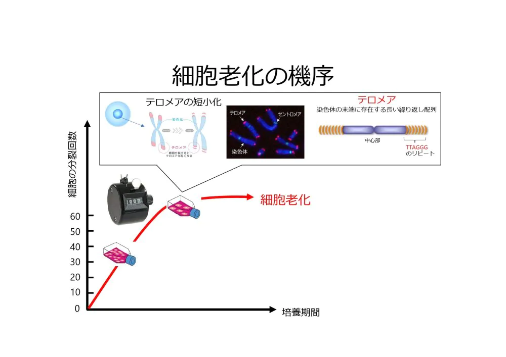 細胞老化とがん