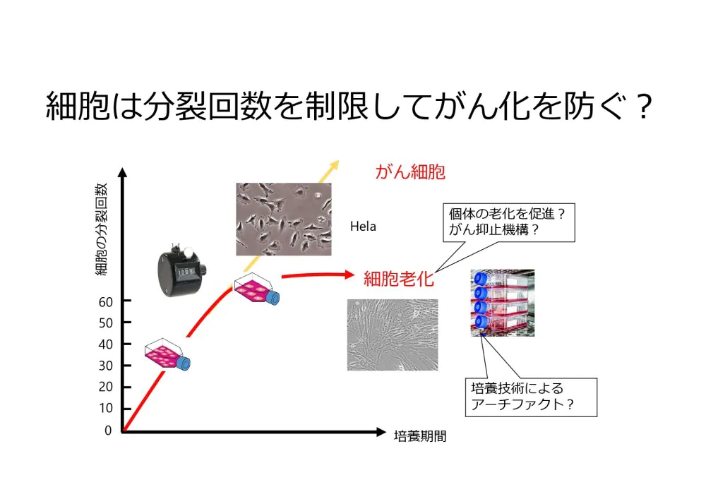 細胞老化とがん