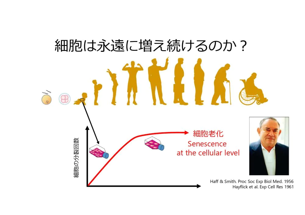 細胞老化とがん